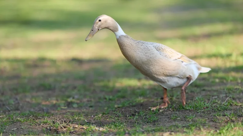 Beżowa Elegancka Koszula z Dekoltem w Serek