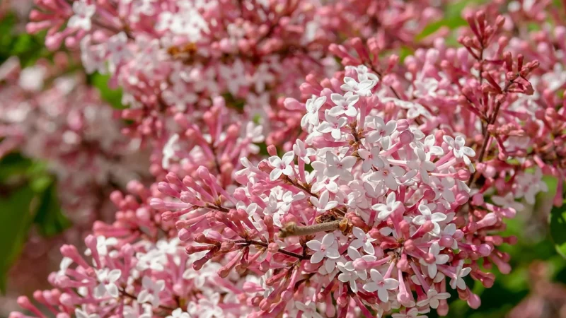K008 Spodnie z wysokim stanem i falbanką – lilac (Kolor lila, Rozmiar XL (42))