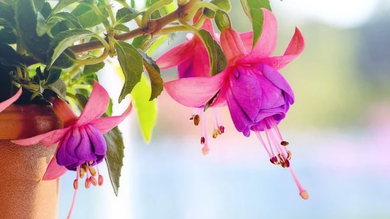 Kombinezon damski Merribel Starsa Fuchsia