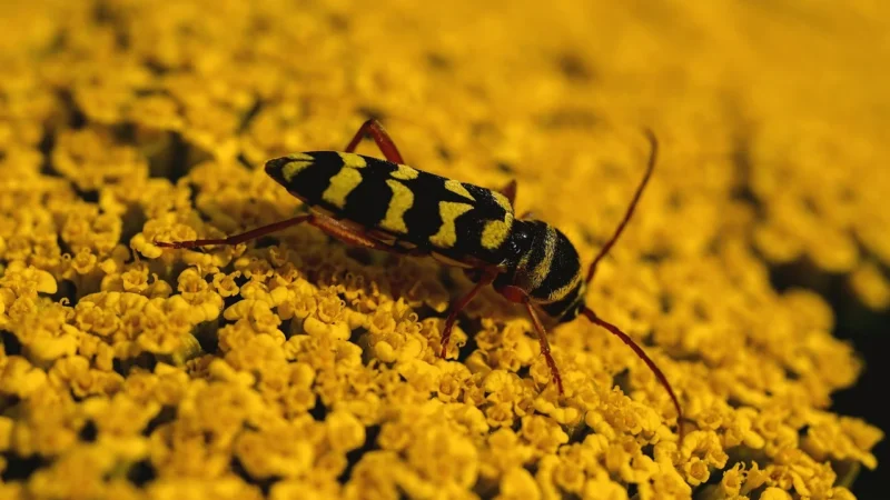 Luźne welurowe spodnie (Czarny, S)