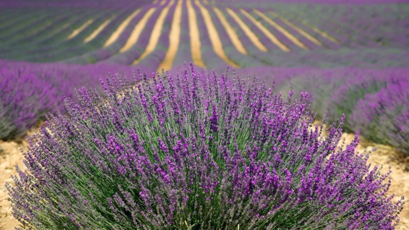 Marko Kostium kąpielowy Jenna M-048B Lavender Pearl (Lawendowy perłowy)