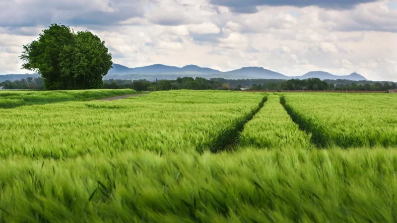 Modne spodnie z lampasami (Różowy, S)