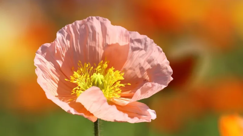 Pretty Summer Kombinezon w kolorze różowo-żółtym