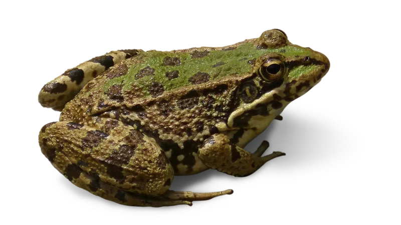 Spodnie 7/8 z nogawkami w kant (Wzór, S)