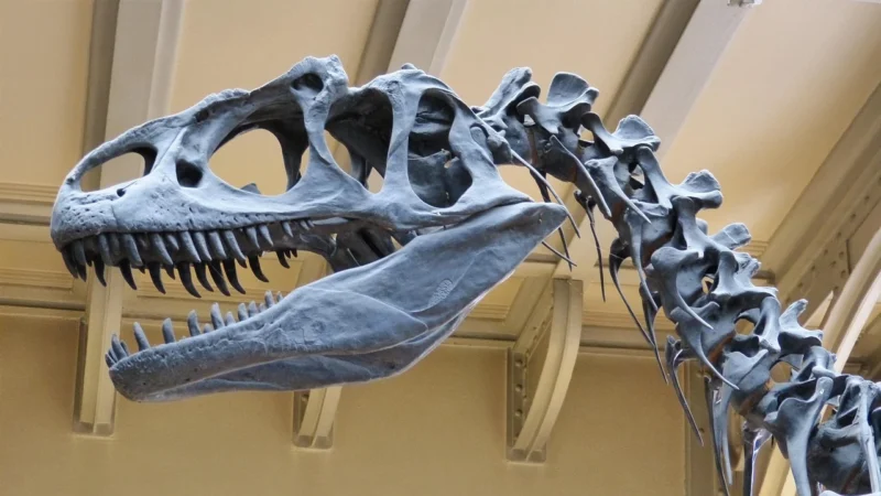 Spodnie chłopięce dresowe, z motywem dinozaurów
