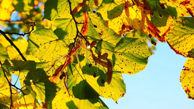 Spodnie dresowe 4F H4L22 SPDD010 limonkowy 72S S