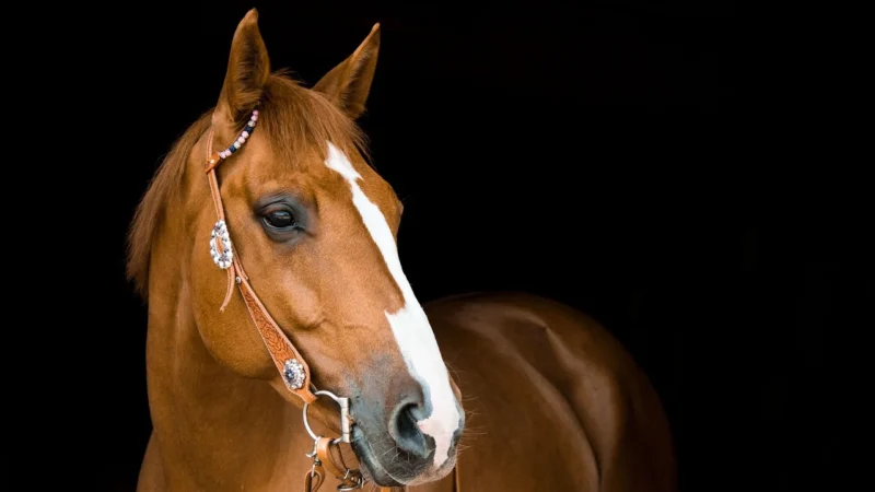 Spodnie na co dzień marki Cellbes Equestrian