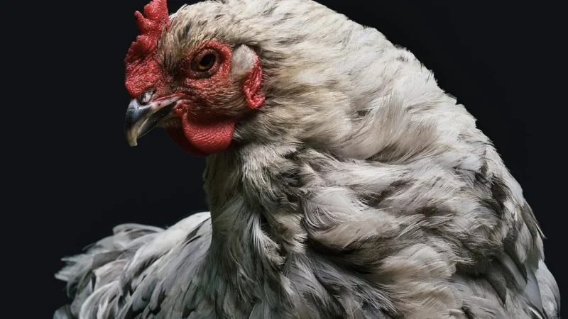 Stylowa bluzka z rękawami falbankami (Biały, L)