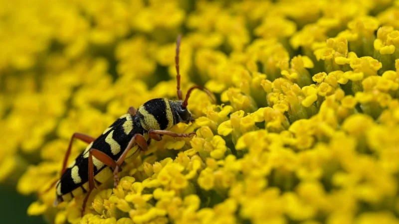 Welurowe spodnie z lampasami (Czarny, L)