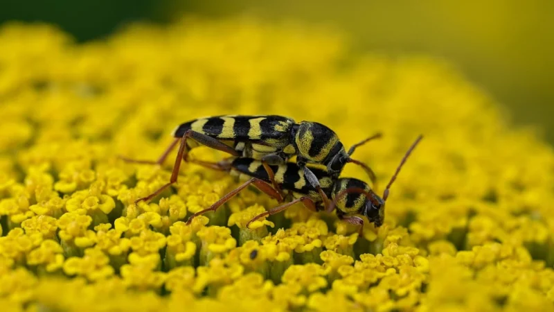Welurowe spodnie z lampasami (Czarny, XL)